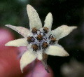 Edelweiss Flower
